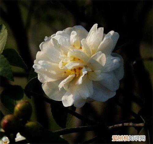 白茶花有什么功效 白茶花的花语是什么