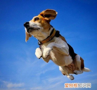 什么小狗最粘人 你家狗狗是“粘人精”还是“高冷王”？