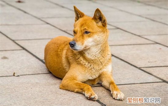 什么小狗最粘人 你家狗狗是“粘人精”还是“高冷王”？