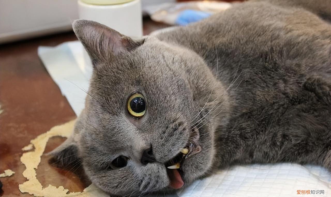 0-12个月 怎样养一只健康的猫，如何养出一只健康又长寿的猫咪？