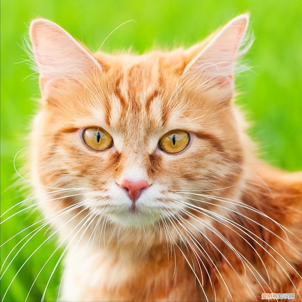 0-12个月 怎样养一只健康的猫，如何养出一只健康又长寿的猫咪？