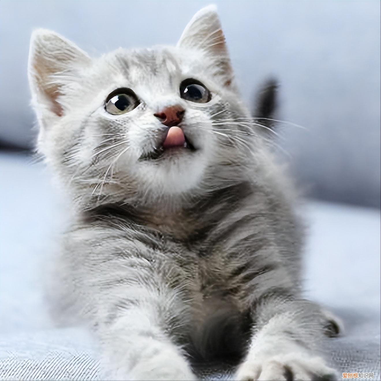 0-12个月 怎样养一只健康的猫，如何养出一只健康又长寿的猫咪？