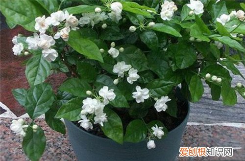 茉莉的养殖方法是什么，茉莉养殖技术