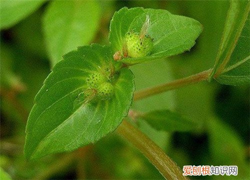 野麻草有什么作用 野麻草可以做菜吃吗