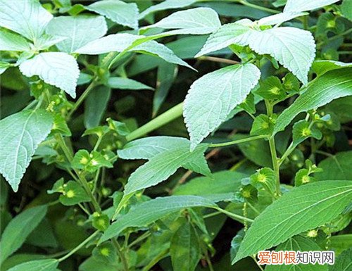 野麻草有什么作用 野麻草可以做菜吃吗
