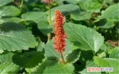 野麻草有什么作用 野麻草可以做菜吃吗