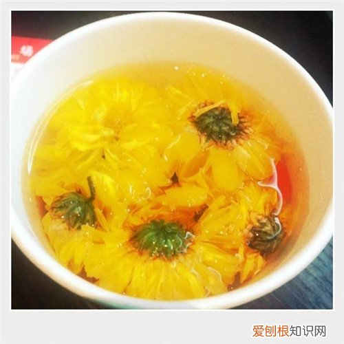 菊花茶变绿了还能喝吗 菊花茶泡久了会变绿是怎么回事