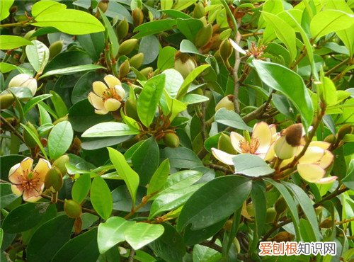 含笑花的功效与作用 含笑花什么时候开花