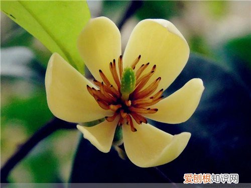 含笑花的功效与作用 含笑花什么时候开花
