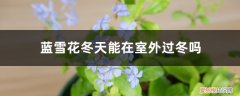 蓝雪花冬天能在室外过冬吗视频 蓝雪花冬天能在室外过冬吗