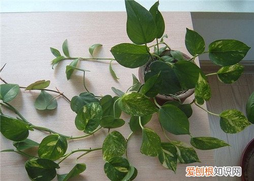 绿萝的花语及由来 绿萝花的作用都有哪些
