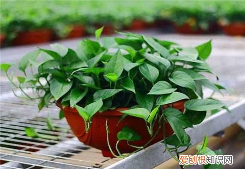 绿萝的花语及由来 绿萝花的作用都有哪些