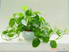 绿萝的花语及由来 绿萝花的作用都有哪些