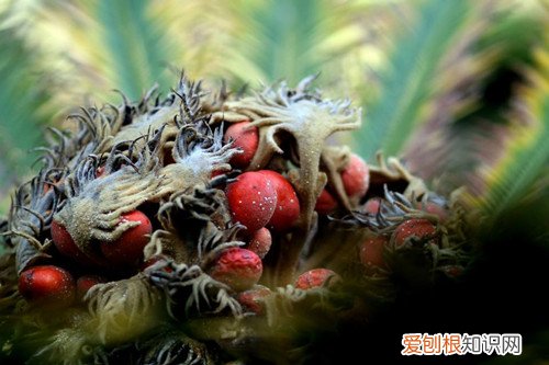 铁树果是好是坏 如何种植铁树果