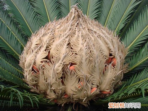 铁树果是好是坏 如何种植铁树果