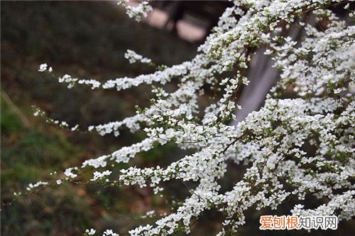 七月开什么花 哪些花会在7月开放