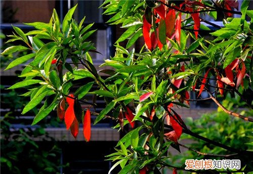七月开什么花 哪些花会在7月开放