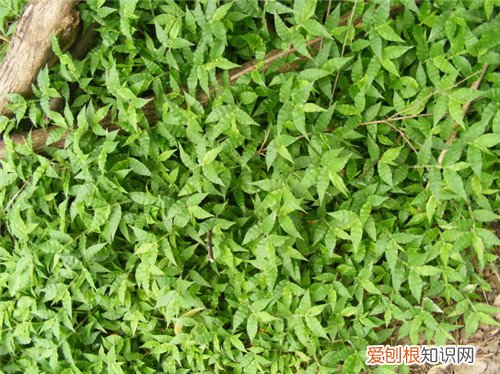 七月开什么花 哪些花会在7月开放