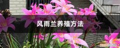 风雨兰花养殖方法 风雨兰养殖方法