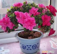 杜鹃花什么时候开 杜鹃花有几次花期