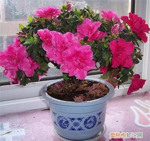 杜鹃花什么时候开 杜鹃花有几次花期