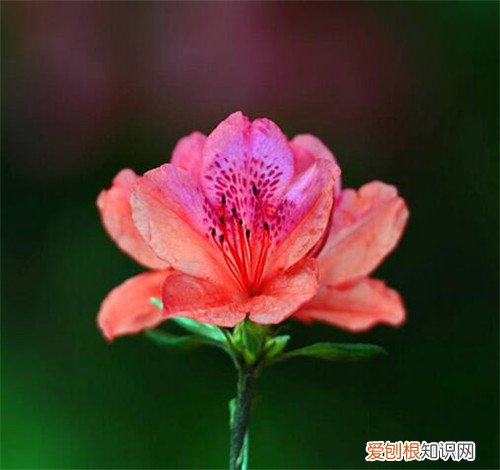 杜鹃花什么时候开 杜鹃花有几次花期