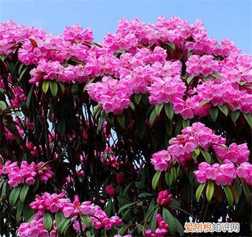 杜鹃花什么时候开 杜鹃花有几次花期
