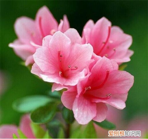 杜鹃花什么时候开 杜鹃花有几次花期
