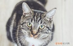 猫不拴着会不会跑 小猫要拴多久才不跑