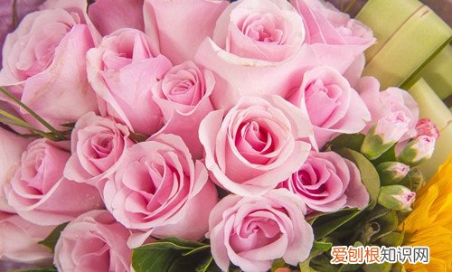 香槟玫瑰的花语是什么情人节送女朋友什么颜色的玫瑰