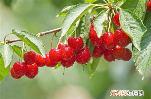 樱桃树几年结果一次樱桃的功效与作用介绍