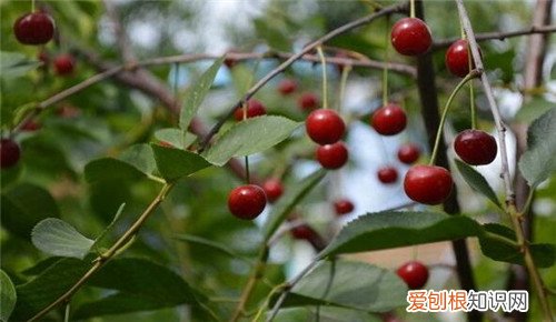 樱桃树几年结果一次樱桃的功效与作用介绍
