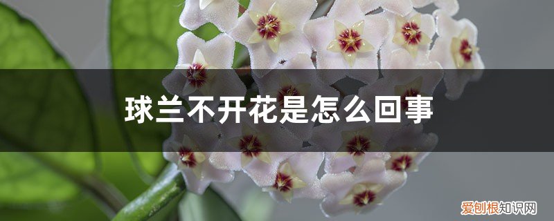 球兰有花芽不开花 球兰不开花是怎么回事