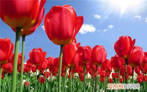 郁金香什么时候开花 郁金香是什么时候种植的