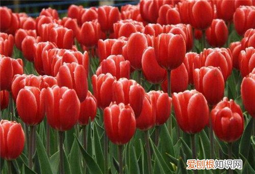 郁金香什么时候开花 郁金香是什么时候种植的