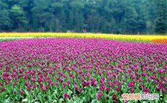 郁金香什么时候开花 郁金香是什么时候种植的