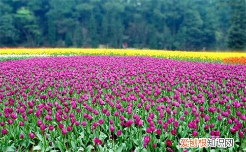 郁金香什么时候开花 郁金香是什么时候种植的