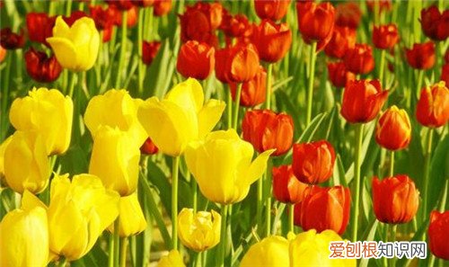 郁金香什么时候开花 郁金香是什么时候种植的