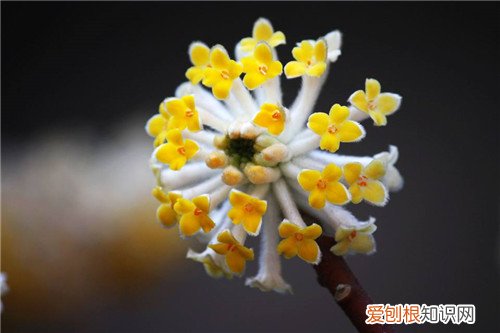 结香花养殖方法详解 栽培结香花其实就这么简单