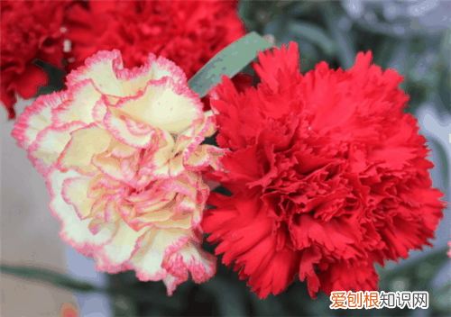 康乃馨好养吗 家里有孕妇可以种植康乃馨吗