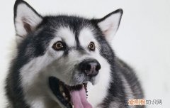 哈奇士的学名是啥 哈奇士的学名叫什么