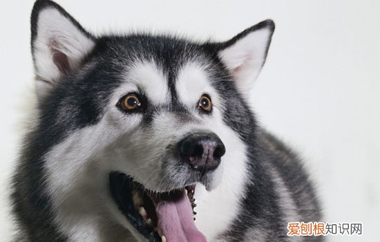 哈奇士的学名是啥 哈奇士的学名叫什么