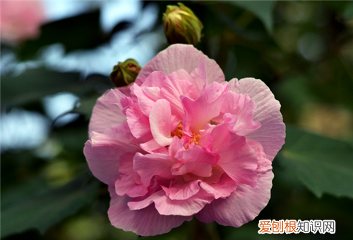 芙蓉花的花语是什么芙蓉花的形态特征和功效介绍