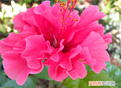芙蓉花的花语是什么芙蓉花的形态特征和功效介绍