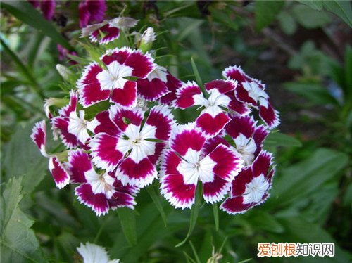 石竹花什么时候开花 石竹花的功效与作用