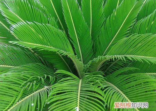 铁树的功效与作用大盘点 铁树叶见煎水可治肺癌?