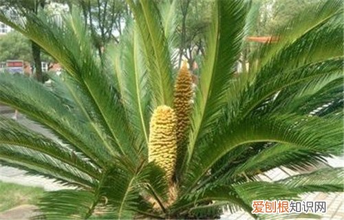 铁树的功效与作用大盘点 铁树叶见煎水可治肺癌?