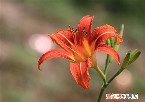 萱草花的花语是什么 萱草花有哪些药用价值