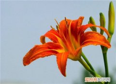 萱草花的花语是什么 萱草花有哪些药用价值