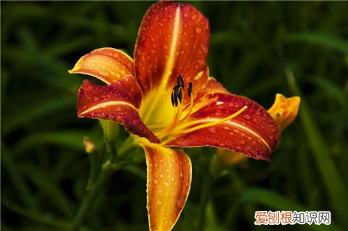 萱草花的花语是什么 萱草花有哪些药用价值